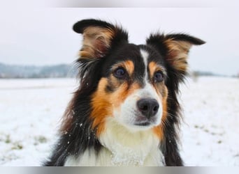 Ivy - liebevolle Einzelprinzessin