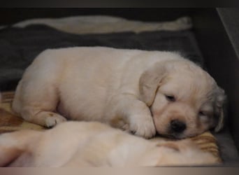süße reinrassige Goldenretriever Welpen geboren