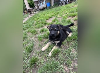 Deutscher Schäferhund Welpen