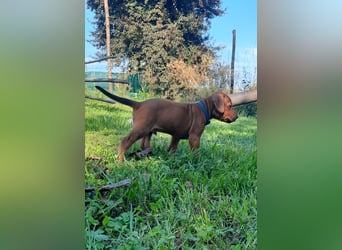 Szczeniaki  Rhodesian Ridgeback/ Pies/Suka Rhodesian Ridgeback/ welpen rhodesian