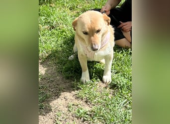 Snoopy - kleiner Sonnenschein mit großem Herzen