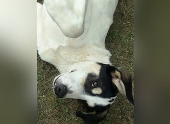 Frodo, bereits auf PS in DE, ist ein echter Hingucker und sucht ein wundervolles Zuhause!