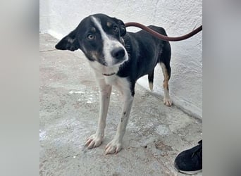 Sarabi, schüchterne junge Lady, sucht wie ihre Geschwister ein Zuhause
