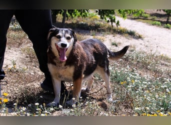 Tsuki, Mix Schäferhund / Berner Senne / Collie , lieb und verträglich