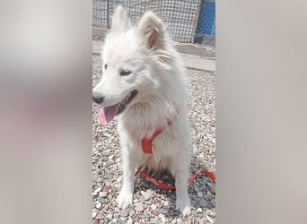 ❤️ nordische Schönheit KIARA - 2 Jahre, 58cm/21kg - Samojede