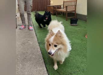 Casper SR – Kleine Maus sucht Herzensmenschen