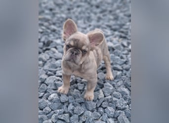 Französische Bulldogge TOP Qualität Platinum Lilac/Tan