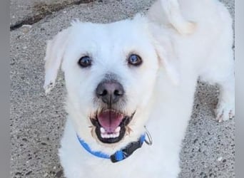 Teddy ❤️ lieb, aktiv - Malteser-Mix Rüde