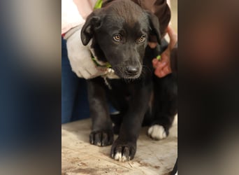 Hübscher Fido sucht seine Familie
