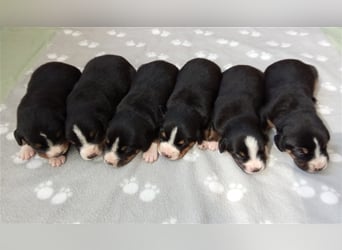 Entlebucher Sennenhund-Welpen "vom Zwergenstübchen" mit Ahnentafel