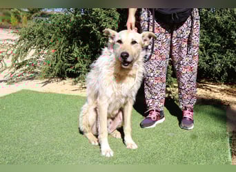 Dobby, Podengo-Mix - freundlich und sozial