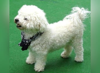BUBI Bichon Mix