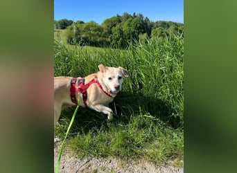 Alba - vorsichtige, ruhige, liebe Labrador-Mix-Hündin / Pflegestelle in Mosbach