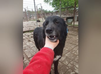 ♥HANNI♥ sehr verschmuste, sanfte, ganz liebe und kontaktfreudige große Hundedame 62 cm
