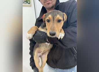 Dringend Pflegestellen gesucht
