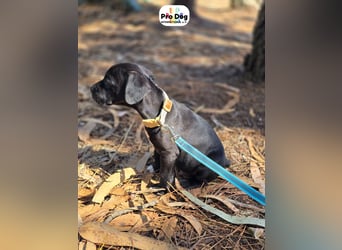 Hundebaby Sharik