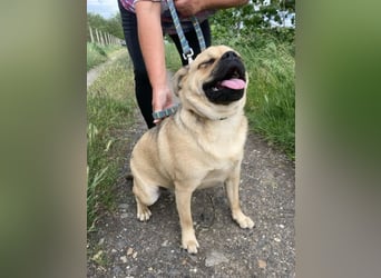Jedi – Herzenshund sucht sein großes Glück geb.01/23