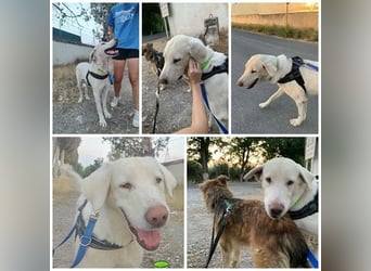 BLANCA