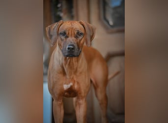 Genetisch Gesunde Rhodesian Ridgeback Welpen erwartet Mitte März 