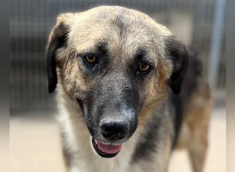 KORA❤️sanfte Seele sucht sehnsüchtig ein liebevolles Zuhause & Geborgenheit