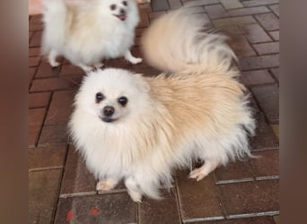 32 Pomeranian- Mädels und Buben (Zwergspitze)