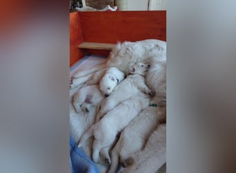 Welpen Weiße Schweizer Schäferhunde