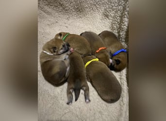 Wunderschöne Shiba Inu Welpen suchen ein liebevolles Zuhause!