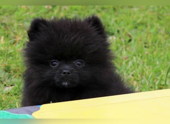 Yulie unsere kleine Pomeranian Zwergspitz Hündin mit Papieren kann ausziehen