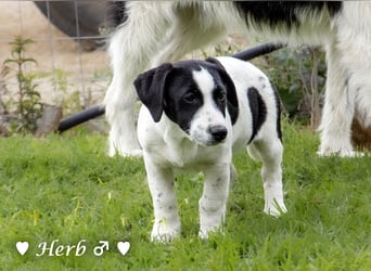 Holly, Hank, Harold und Herbie suchen ab sofort ein Zuhause