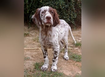 English setter Rüde