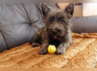 Cairn-Terrier-Welpen von-der-Iburg bietet sehr schönen Rüden