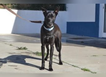 Figo, ein freundlicher und ausgeglichener Begleiter