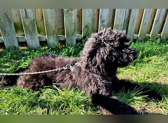 Labradoodle