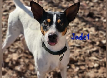 Jade1 04/2022 (ESP) - menschenbezogener, kleiner Ratonero Bodeguero Andaluz!