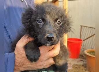 LENZI❤️unser kroat. Schäferhund-Mix-Rüde ist ein wahrer Sonnenschein!