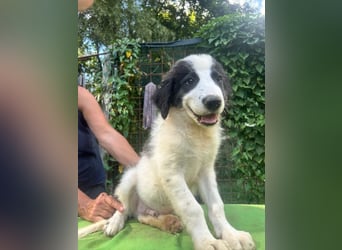 Ugo - Zeigst du mir den Weg?/Dringend Zuhause oder PS gesucht!