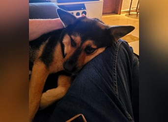 Schäferhundmischling Bono