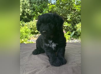 Aussiedoodle Welpen mini / medium F1