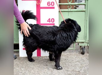 Cooper Y157 ist ein herziger Clown