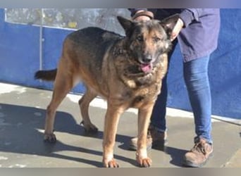 Compeão, ein temperamentvoller und kontaktfreudiger „Wolfsbruder“