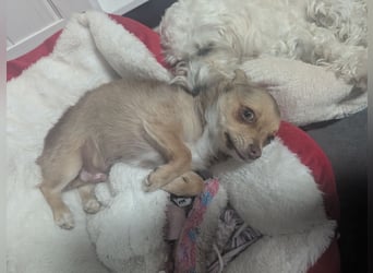 Chihuahua Rüden