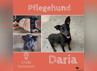 DARIA - die aufgeschlossene und neugierige kleine Maus sucht ein liebevolles Für-Immer Zuhause