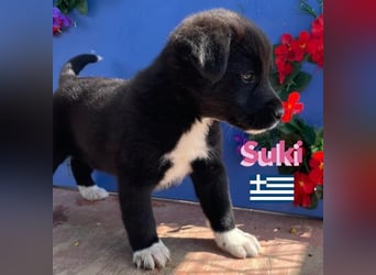 Suki,geb.02/25,hübsches Hundemädchen sucht ihre Familie