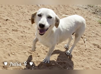 Julia, sehr kinderfreundliche Kokonidame, sucht ein Zuhause