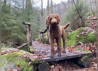 Großpudel / Königspudel Deckrüde (kein Verkauf)