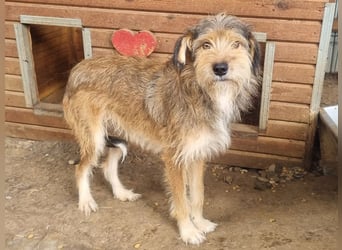 ♥SOUL♥ niedliche, anfangs noch vorsichtige Hündin mit dem zauberhaft getigerten Struppifell 47 cm