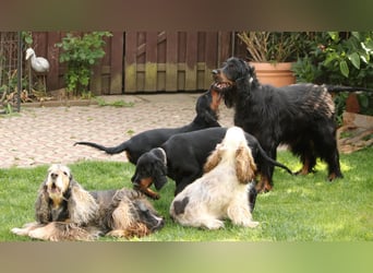 2 liebenswerte Gordon Setter aus Liebhaberzucht suchen Kuschelpartner