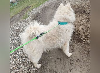 ❤️ wunderschöner Samojede LEO - 3 Jahre, 55cm/25kg