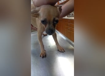 Lola3 PP – Zarte Chihuahua-Dame sucht liebevolles Zuhause