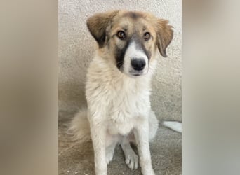 Renfri, geb. ca. 05/2024, lebt in GRIECHENLAND, im städt. Tierheim Serres